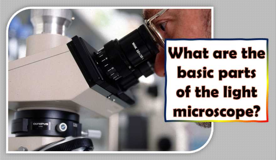 Basic parts of the light microscope