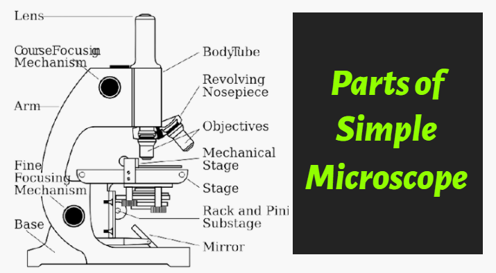 Parts of a Simple Microscope