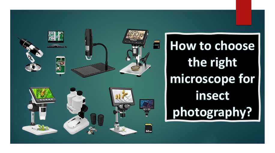How to choose the right microscope for insect photography