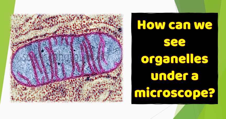 Which Organelle is Visible under Light Microscope