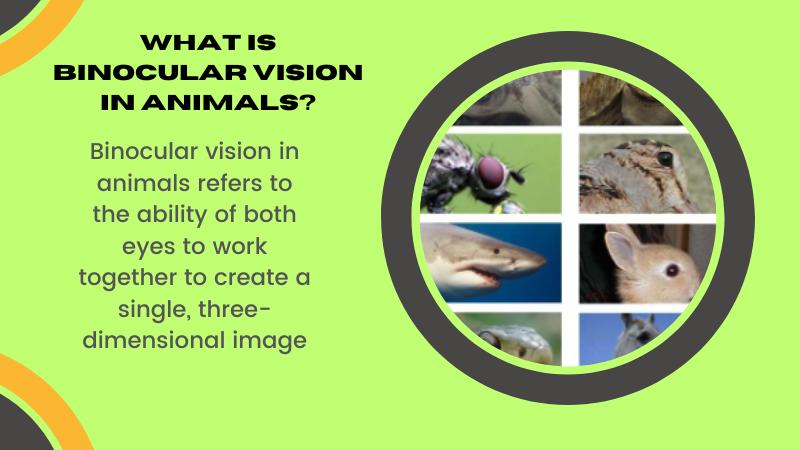 what is binocular vision in animals