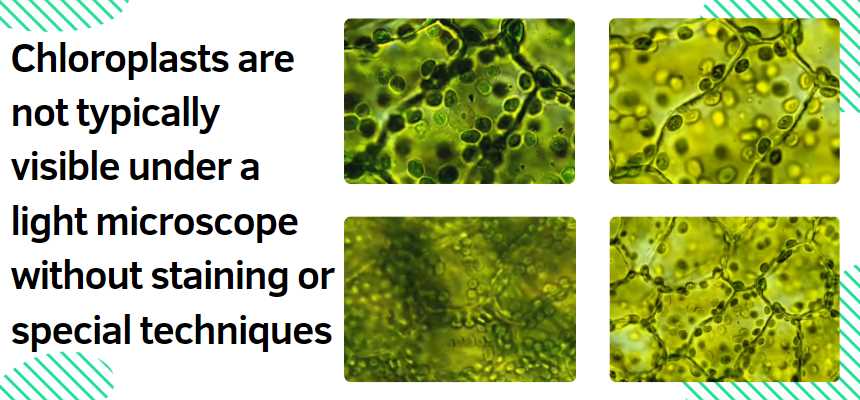 Chloroplasts are generally not visible under a light microscope without staining or special techniques.