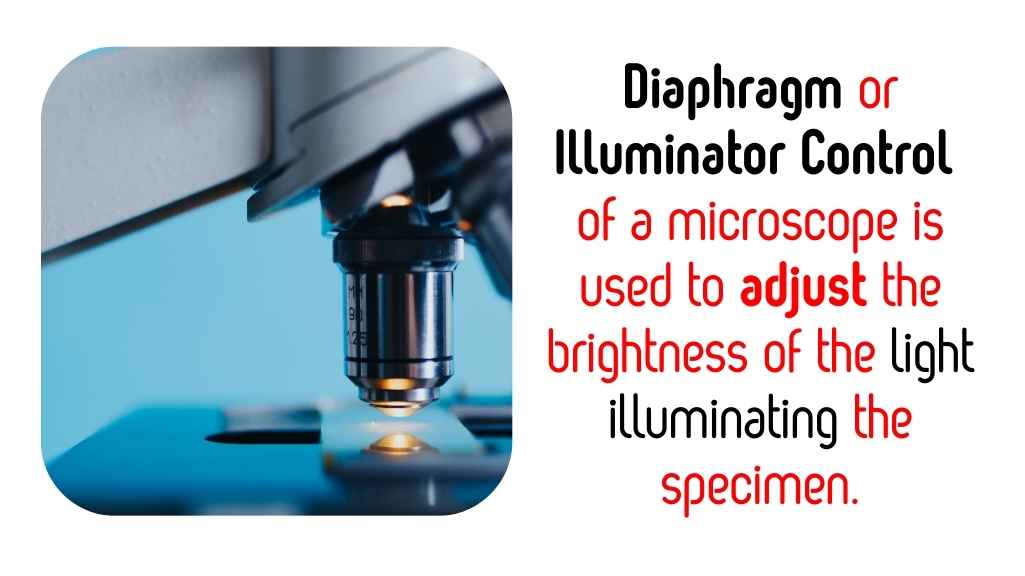 What Part of a Microscope Helps Adjust the Brightness