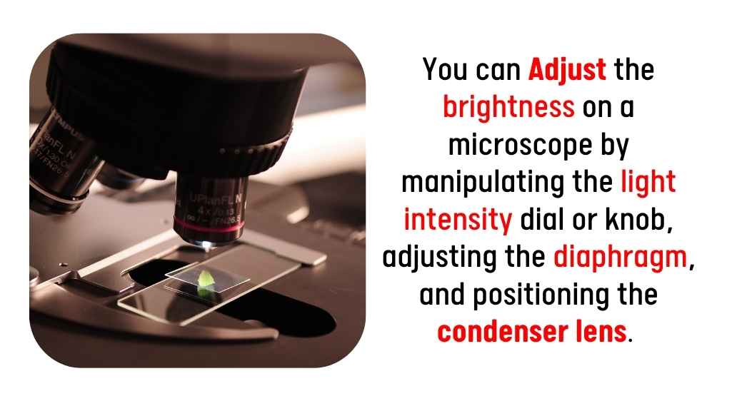 how can you adjust the brightness on a microscope_